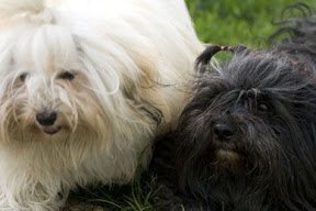 Pretty In Pink Dogs